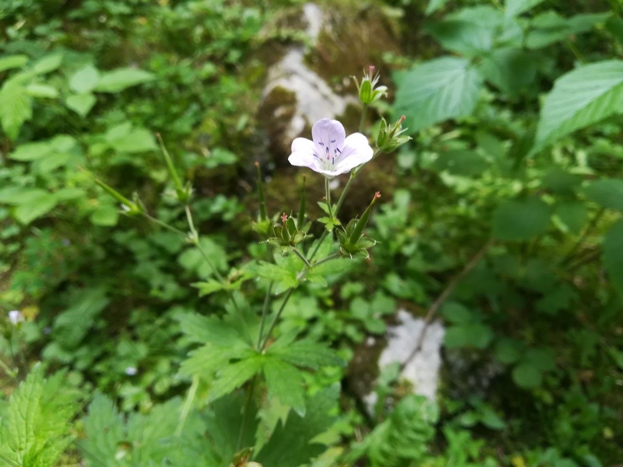 Geranium sylvaticum fruit