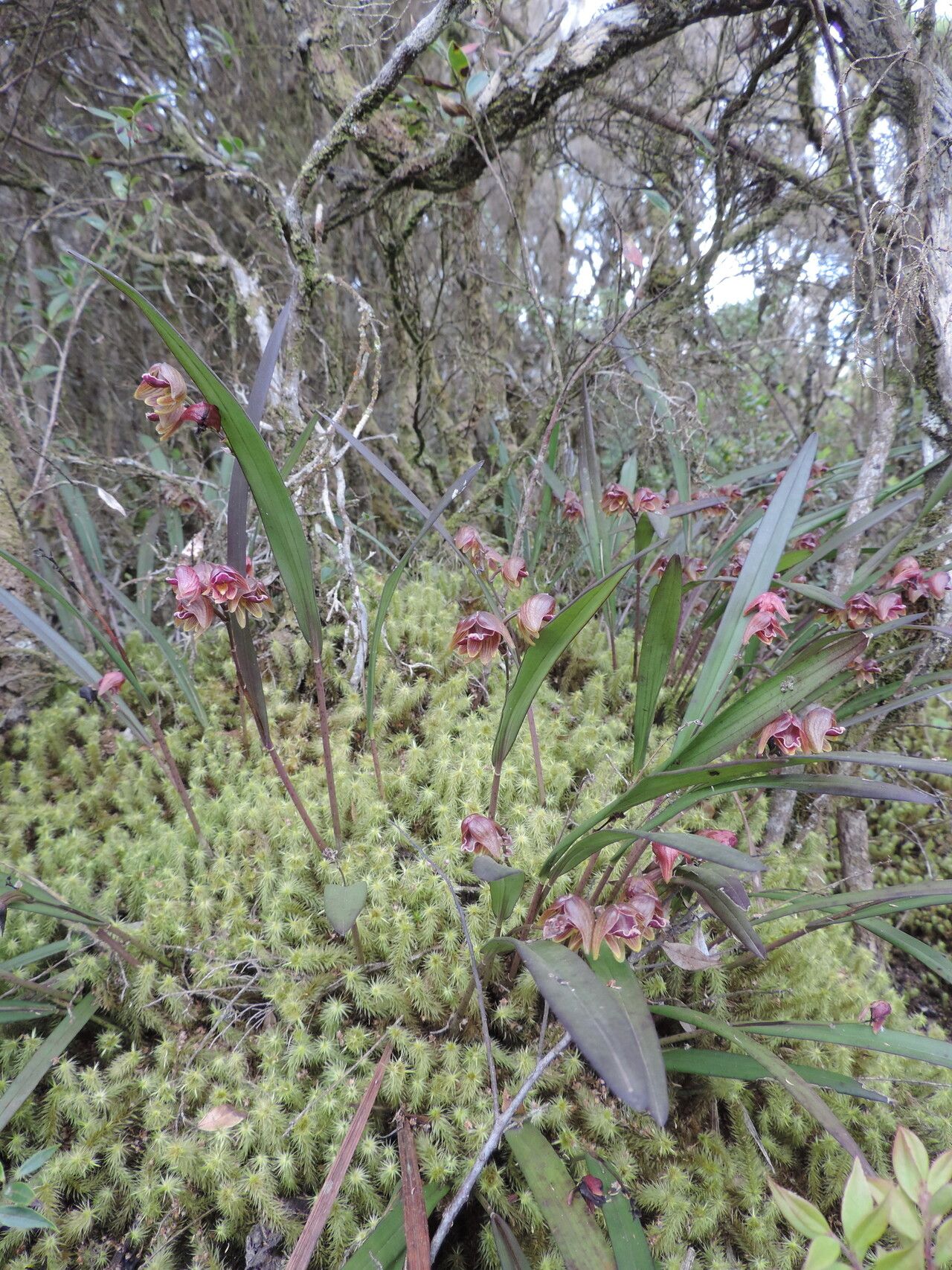 Polystachya leonardiana habit