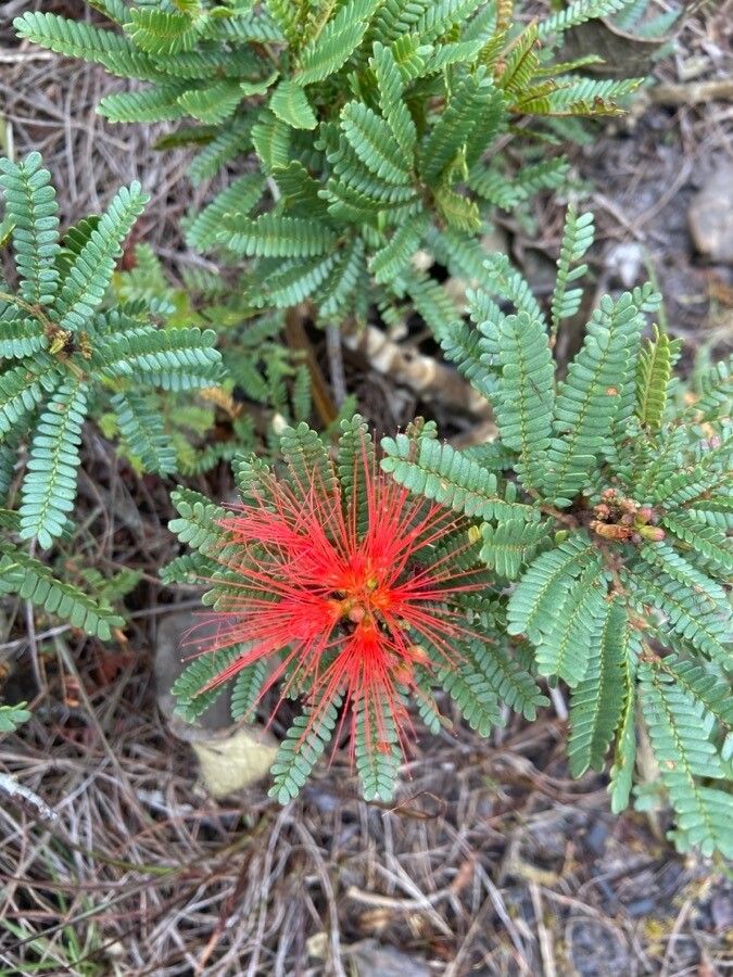 Calliandra californica flower