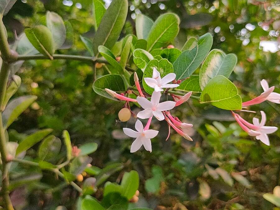 Carissa carandas flower