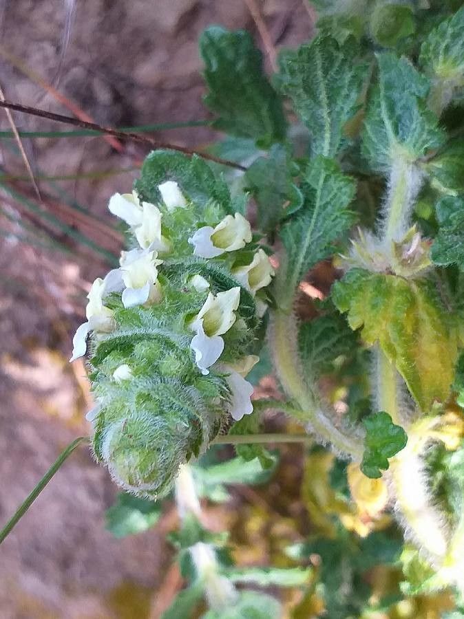 Sideritis hirsuta flower
