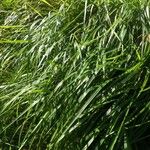 Calamagrostis canadensis