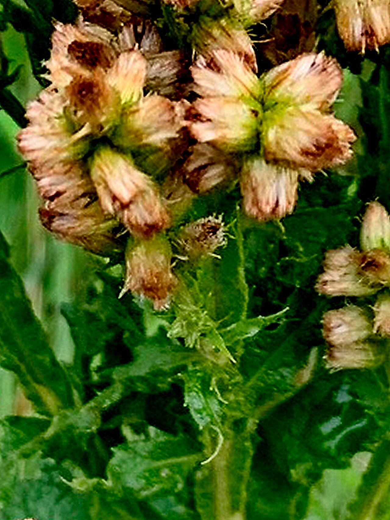 Pterocaulon polystachyum — houseplant care guide