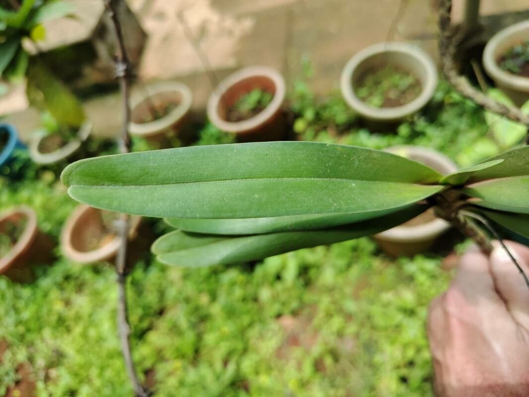 Cyrtorchis ringens leaf
