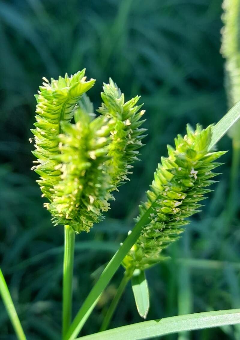 Eleusine tristachya fruit