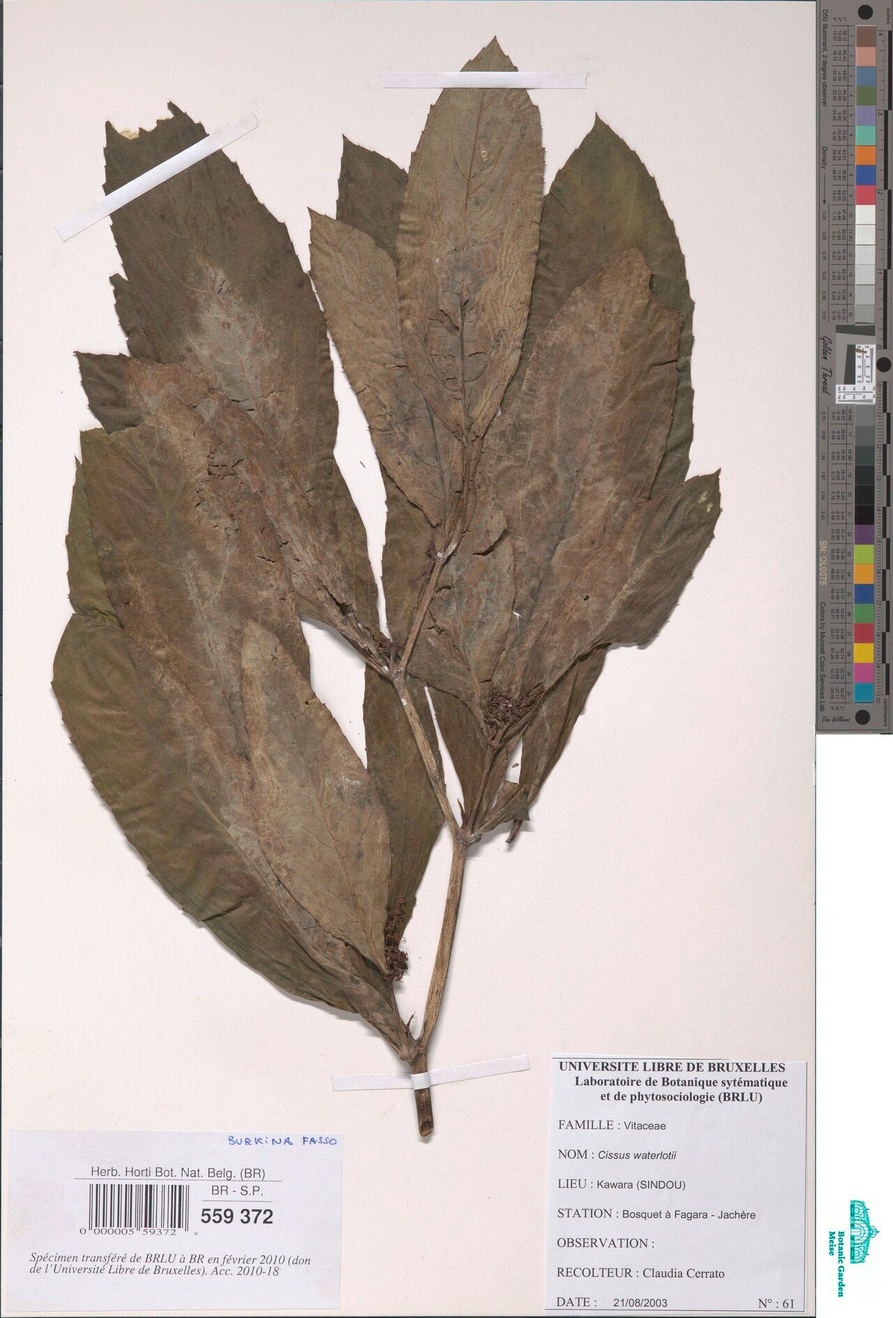 Cyphostemma waterlotii — houseplant care guide