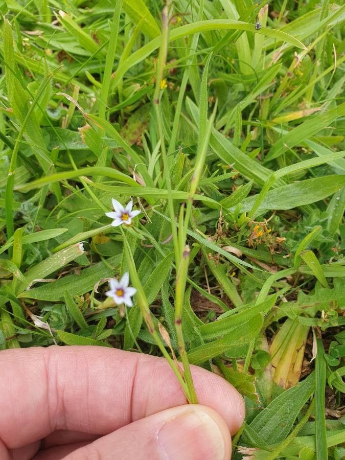 Sisyrinchium rosulatum — search result for 'Iris'