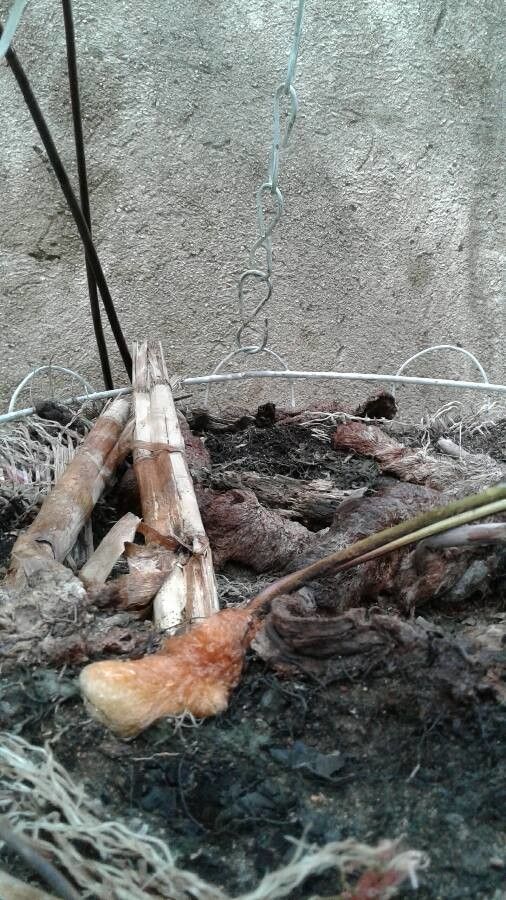 Phlebodium decumanum other