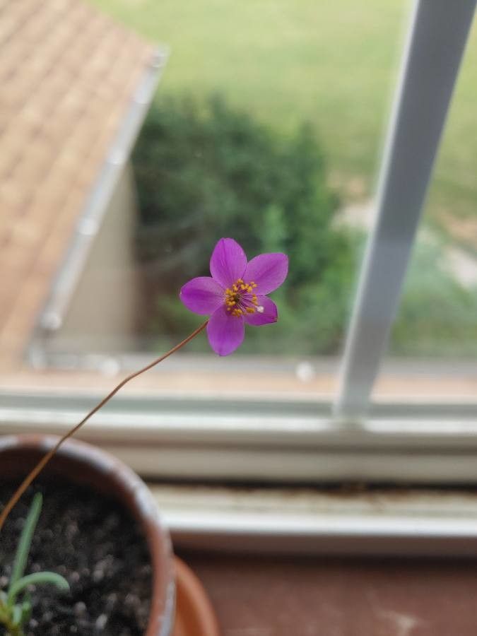 Phemeranthus calycinus flower