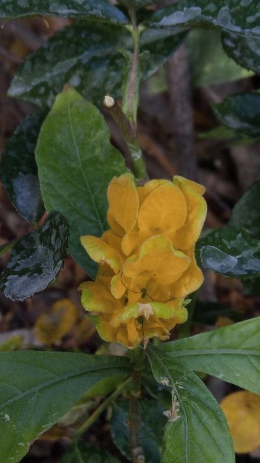 Pachystachys lutea flower