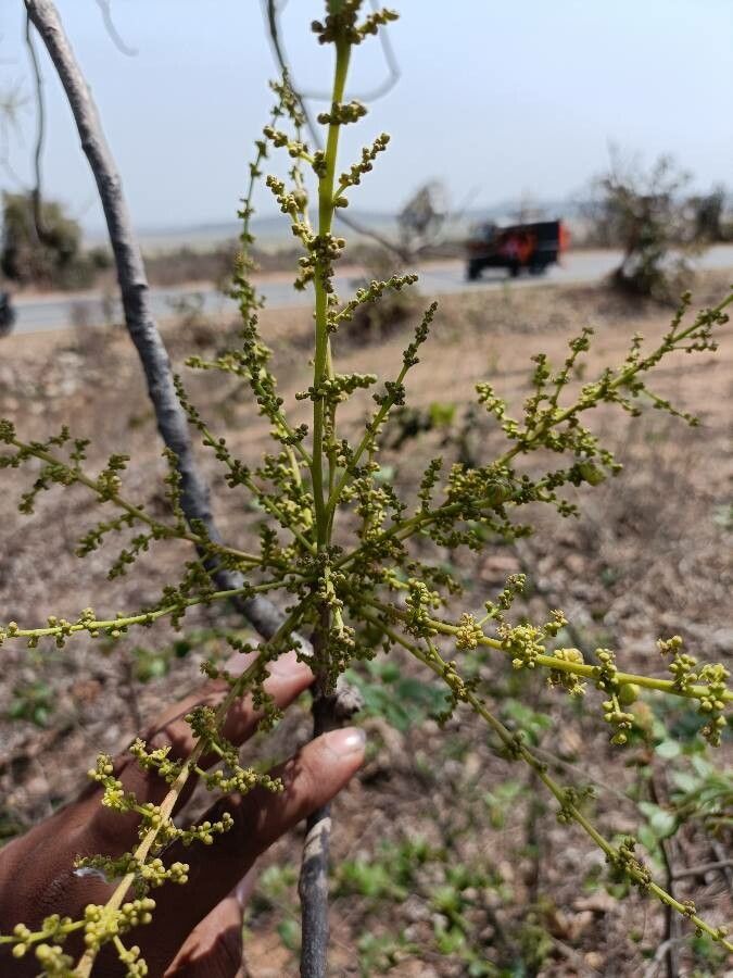Lannea coromandelica flower
