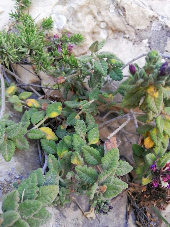 Teucrium buxifolium — search result for 'Teucrium'