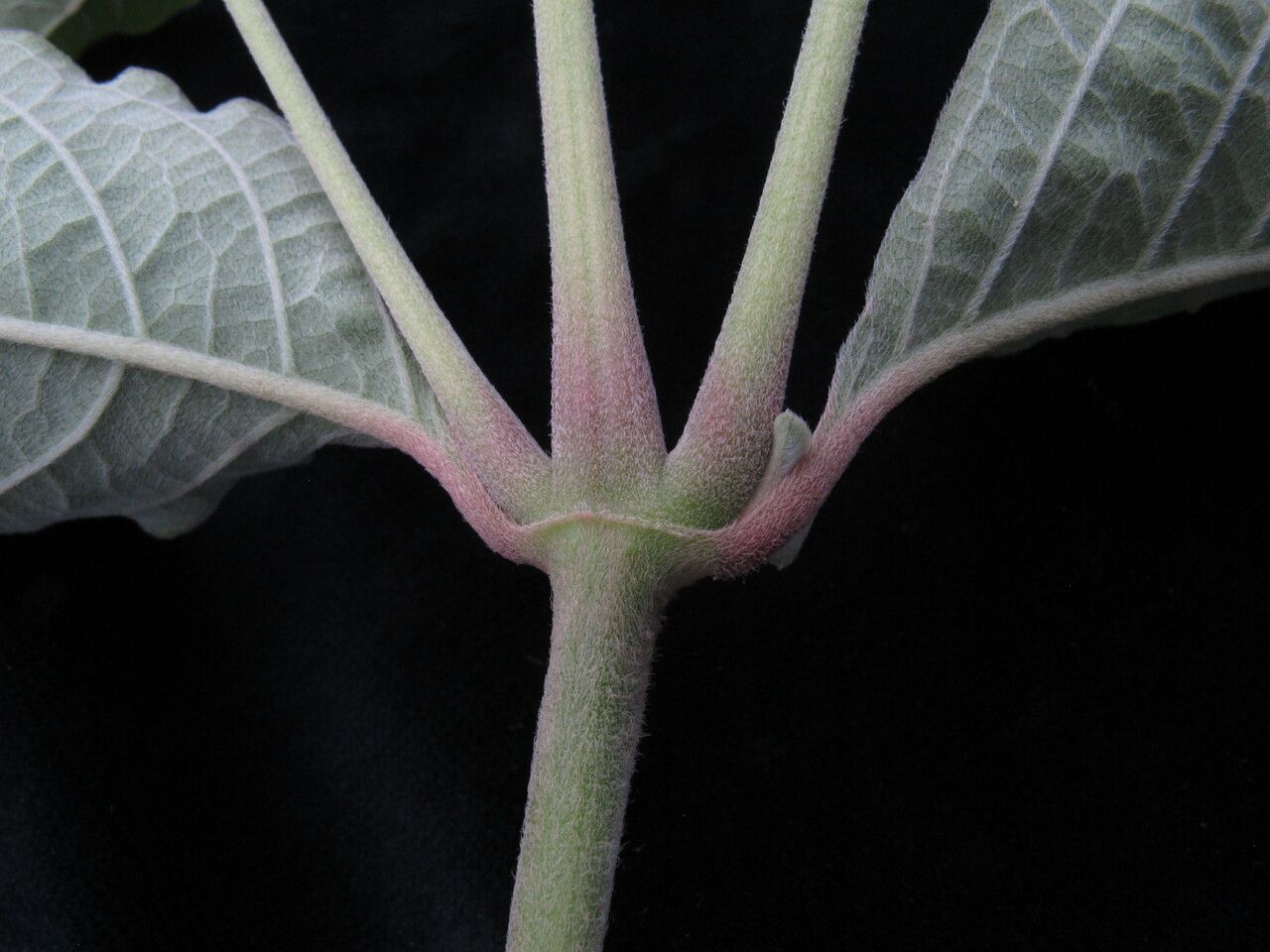 Cyathula tomentosa — houseplant care guide