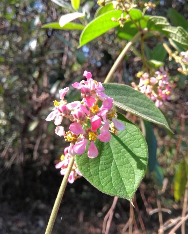 Banisteriopsis caapi flower
