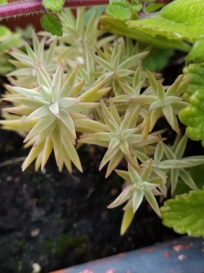 Sedum lineare