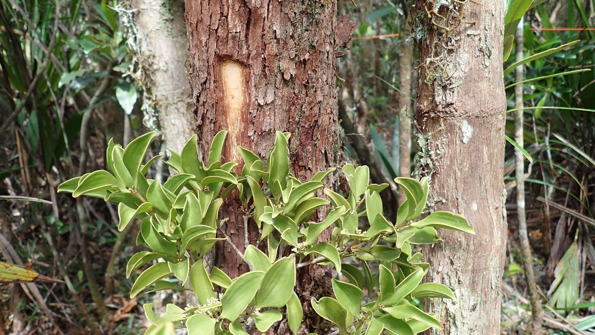 Elaphanthera baumannii habit