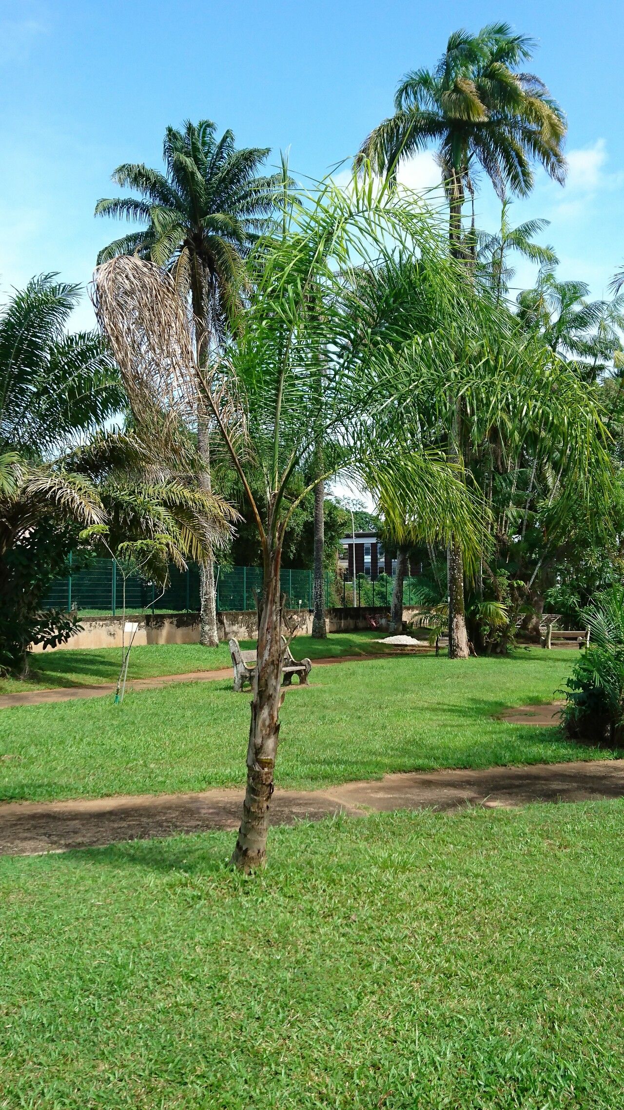 Syagrus inajai habit