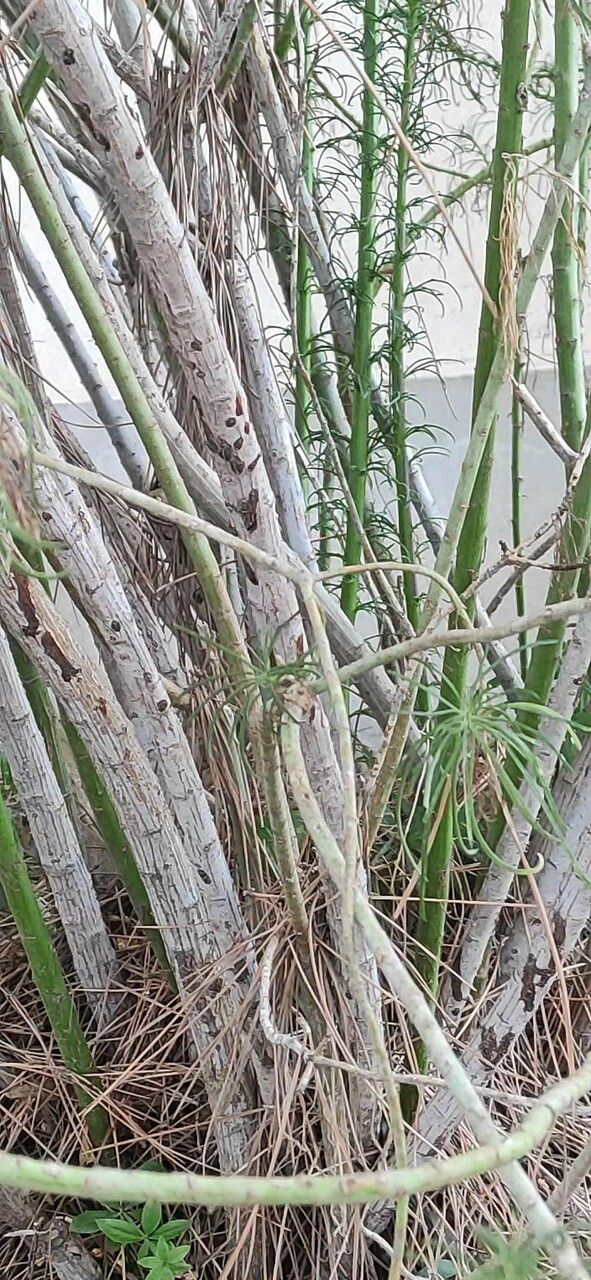 Euryops abrotanifolius bark