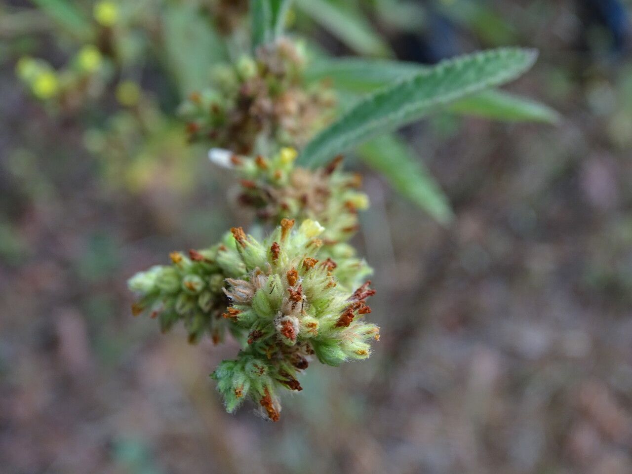 Waltheria indica flower