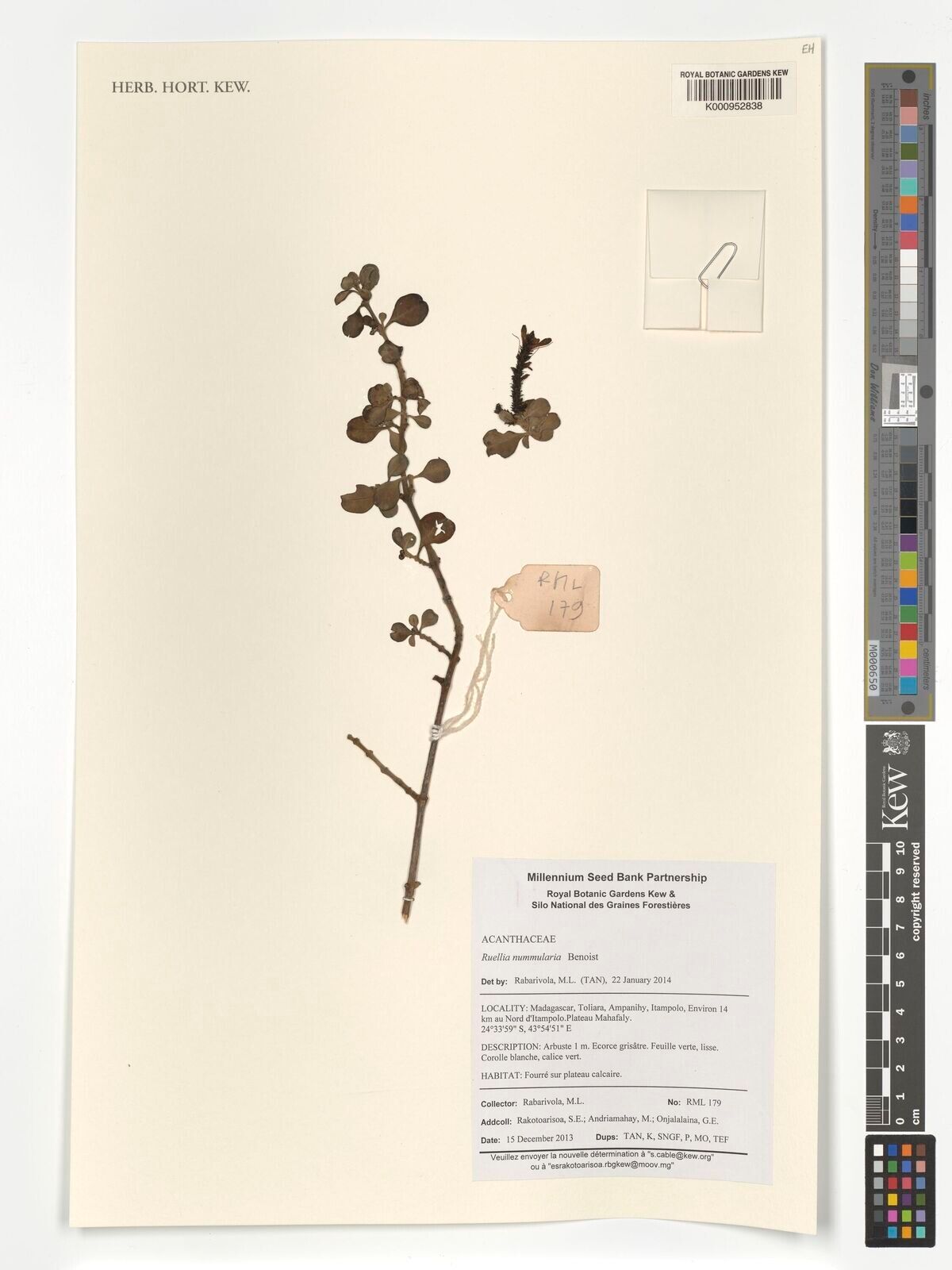 Justicia nummulus other