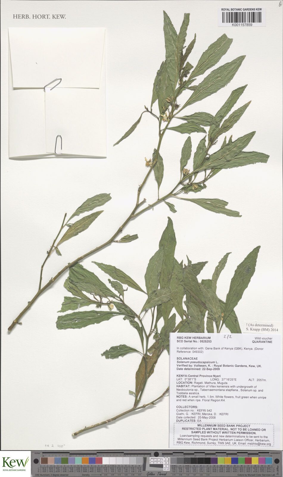 Solanum pseudospinosum — houseplant care guide