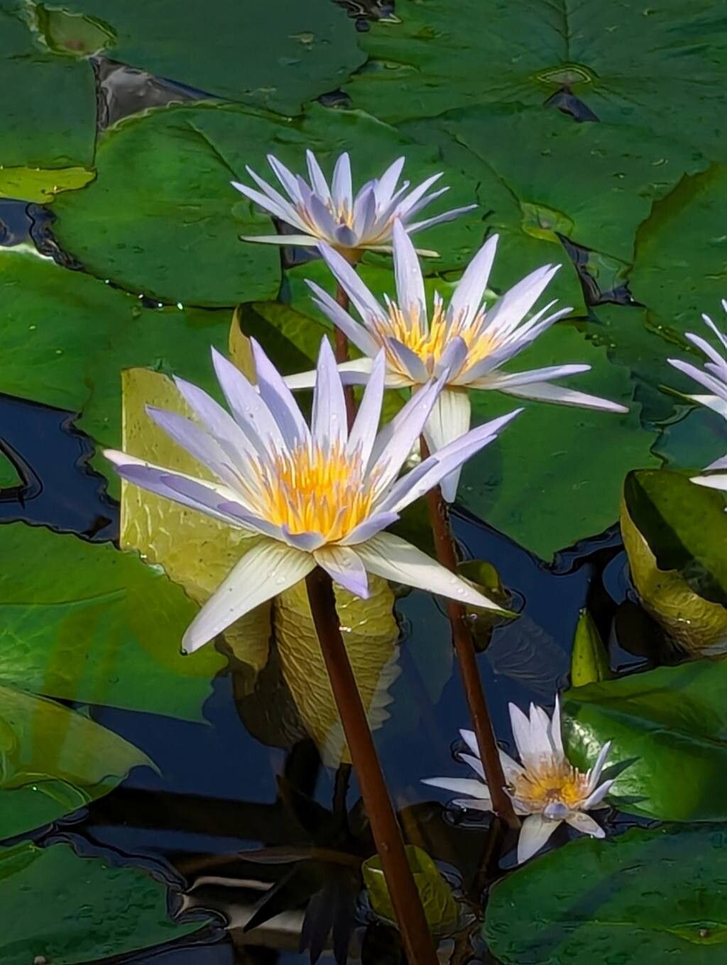Nymphaea × daubenyana flower