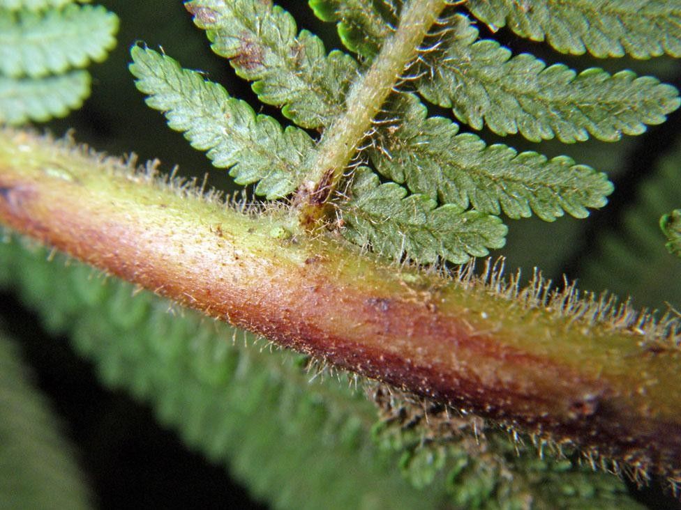 Cyathea bicrenata bark