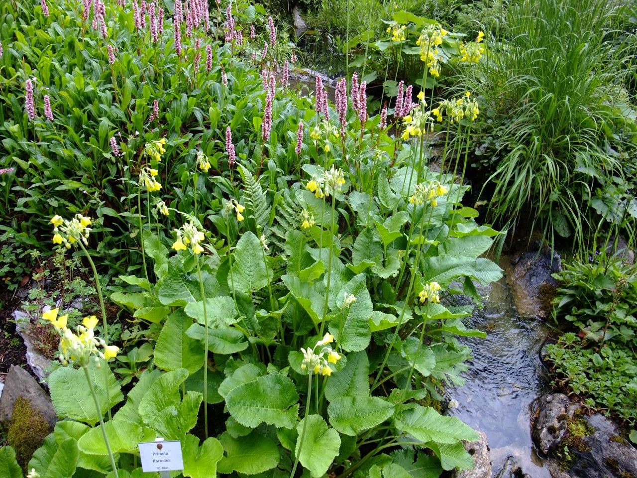 Primula florindae habit