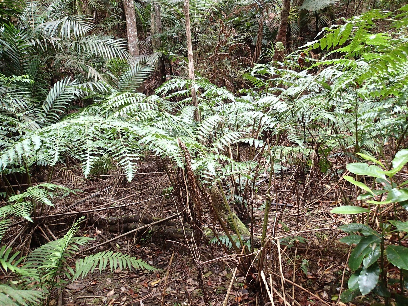 Diplazium echinatum habit