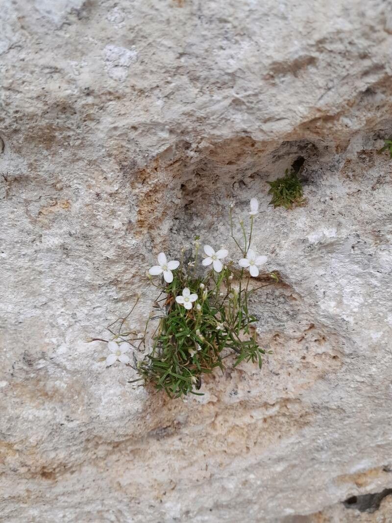 Moehringia sedoides — houseplant care guide