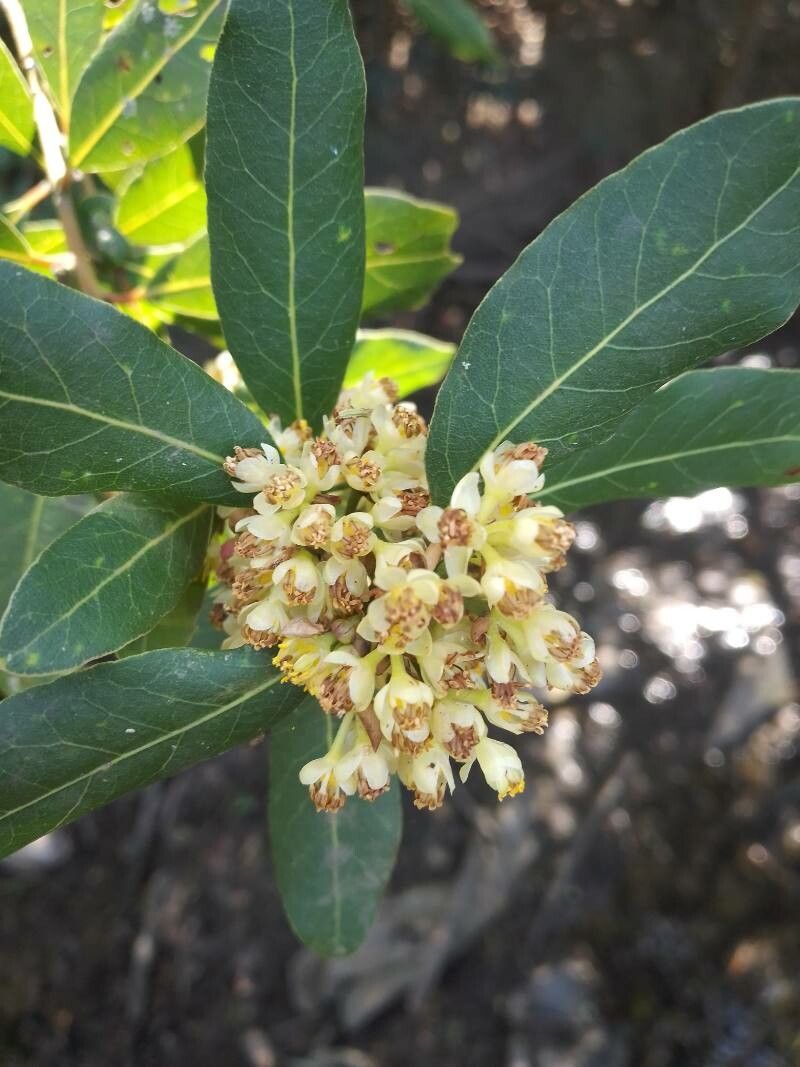 Laurus novocanariensis flower
