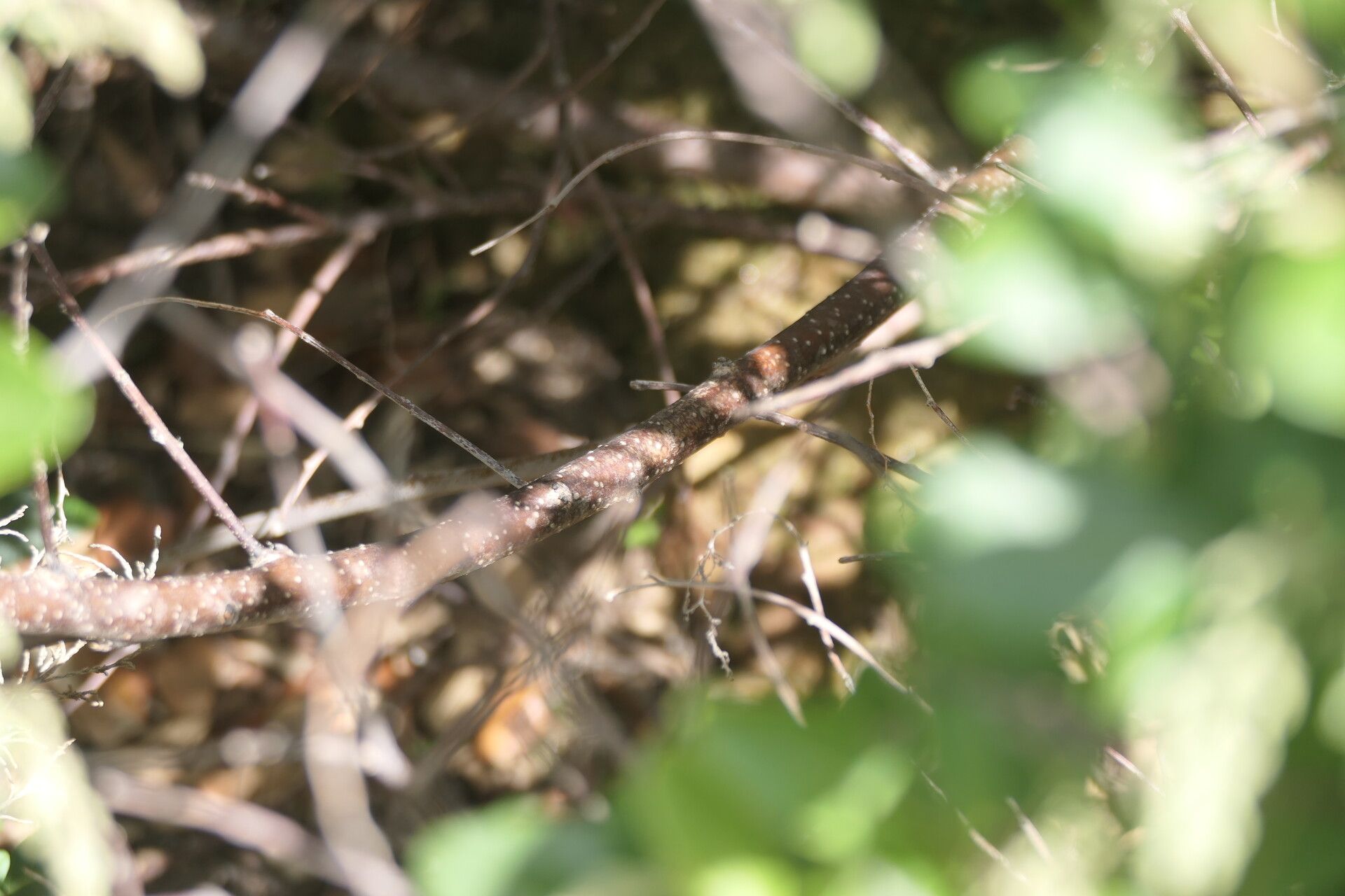 Searsia tomentosa bark