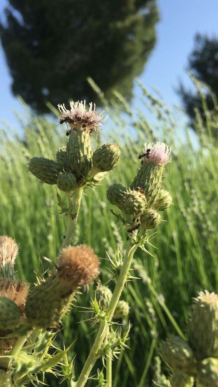 Cirsium hydrophilum flower