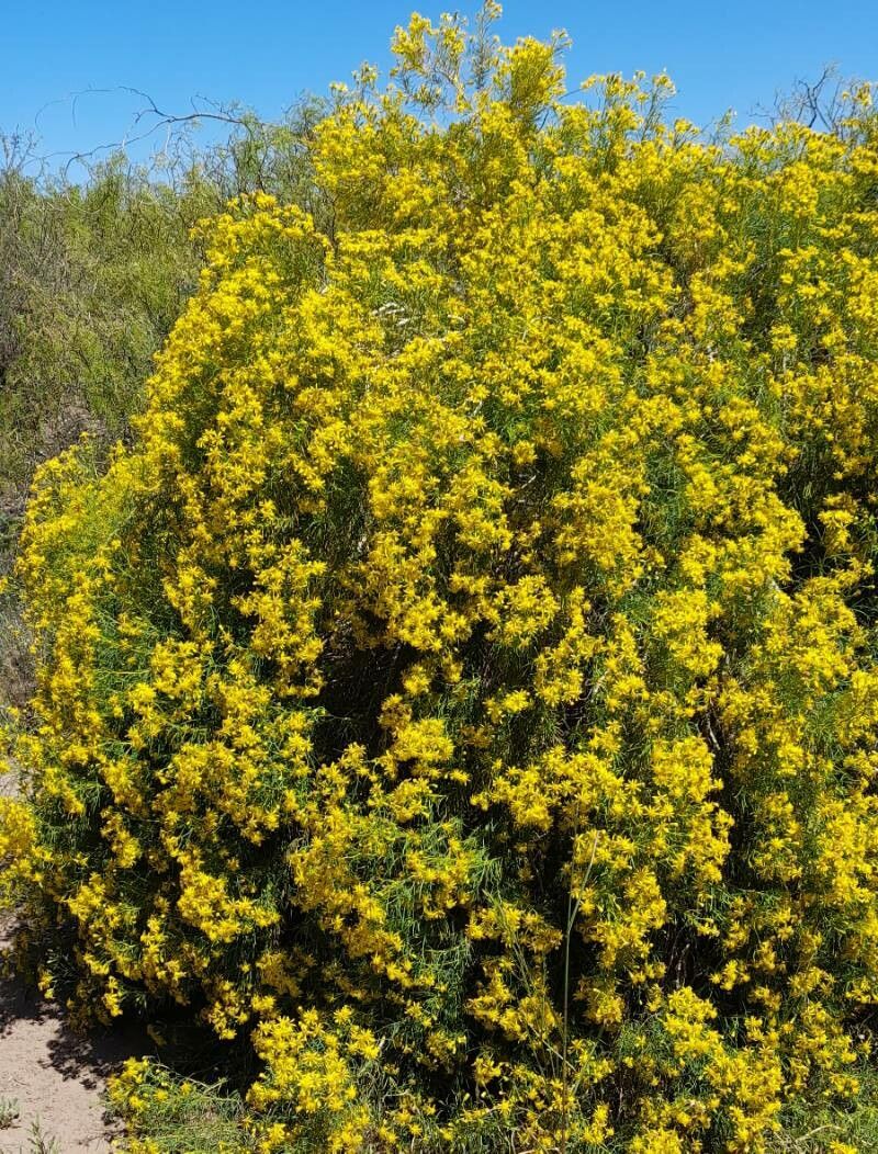 Senecio pampeanus habit