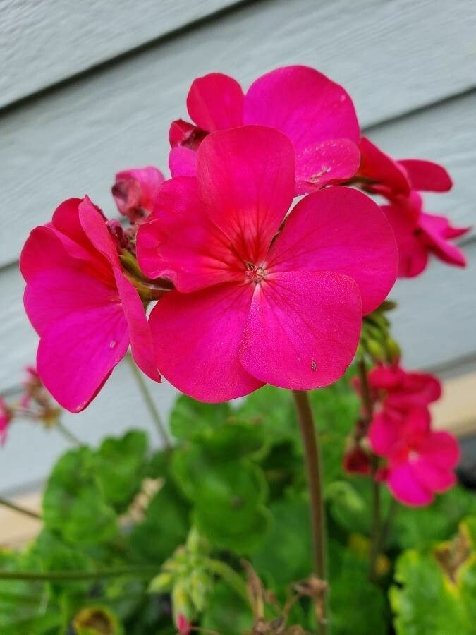 Pelargonium × hortorum flower