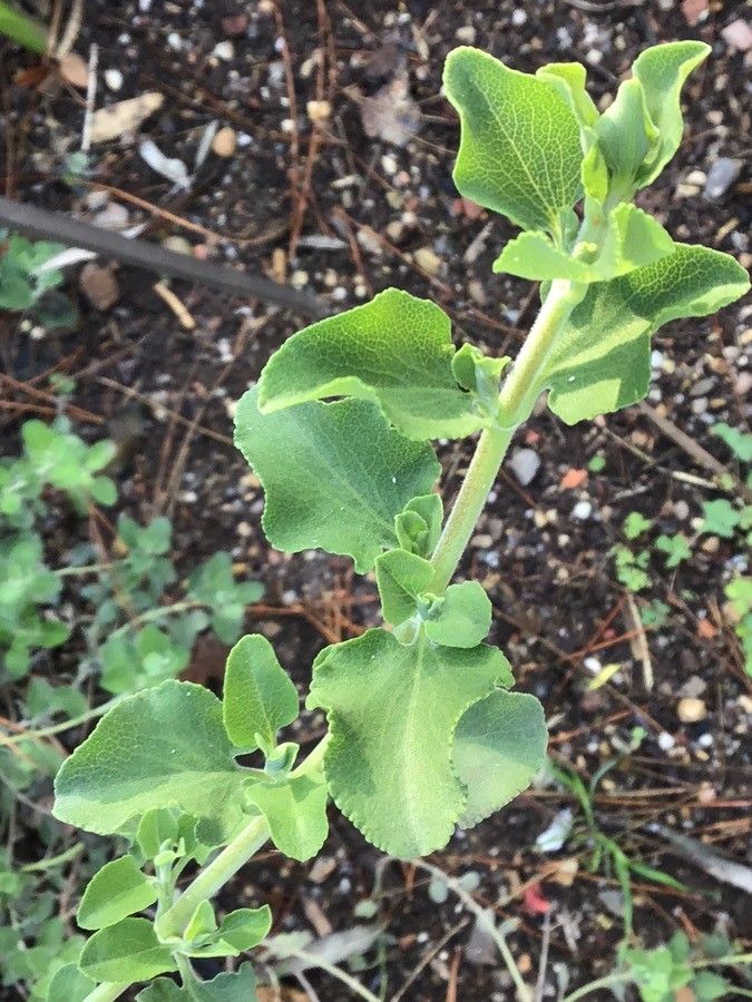 Salvia africana-lutea — houseplant care guide