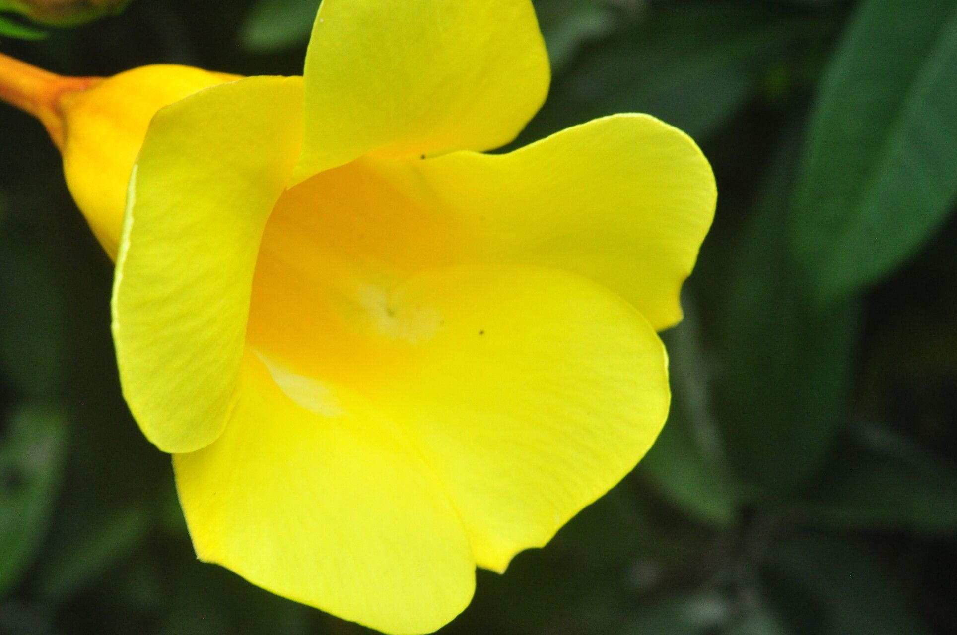 Allamanda doniana flower