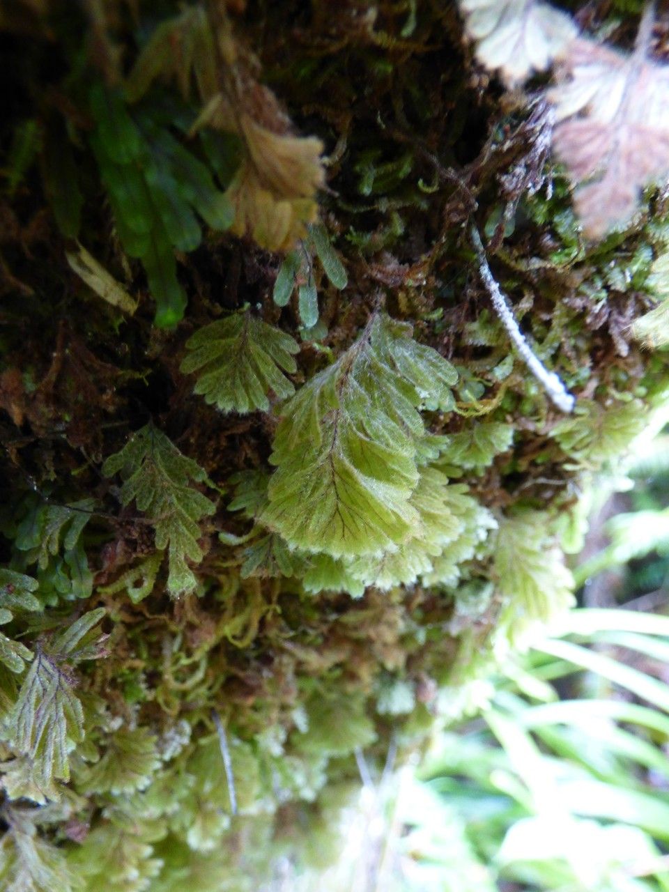 Hymenophyllum capillare leaf