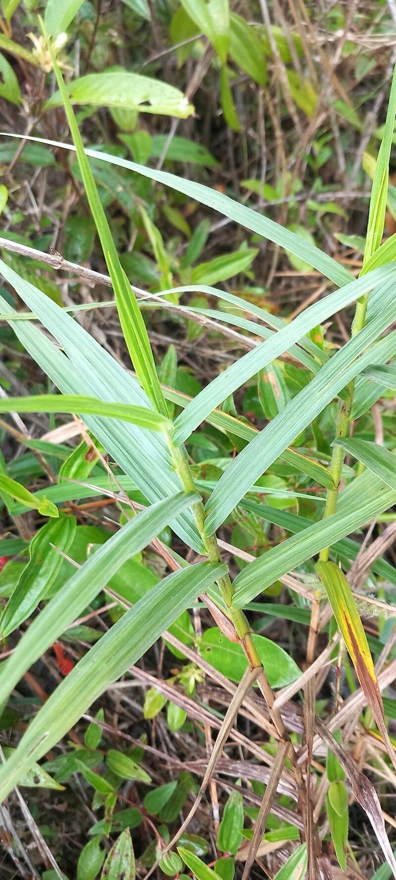 Scleria bracteata — houseplant care guide