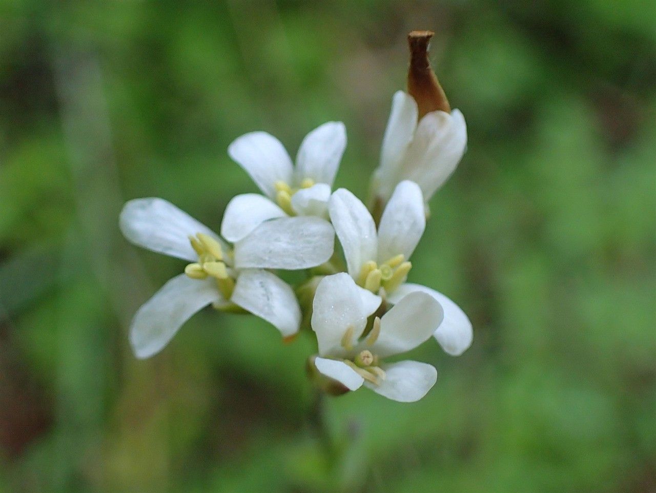 Turritis brassica flower