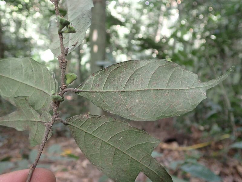 Dorstenia kameruniana — search result for 'Dorstenia'