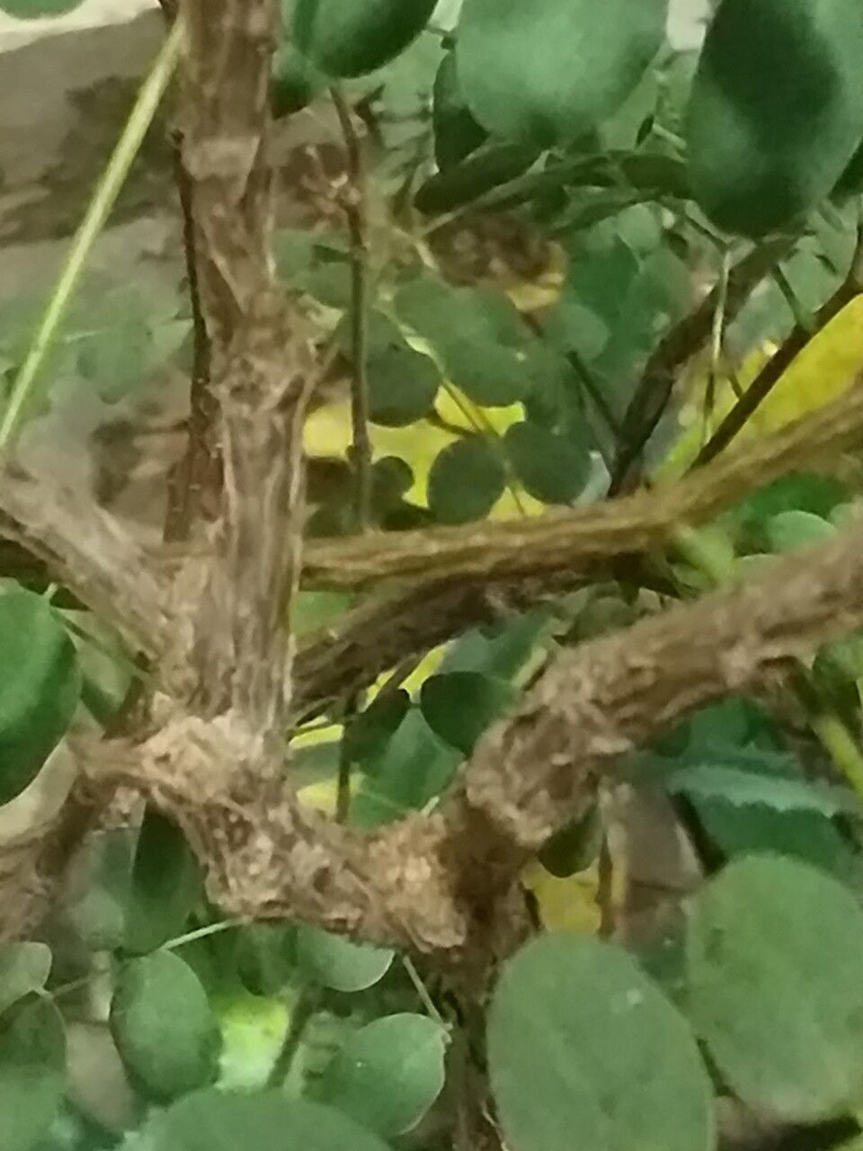 Delonix floribunda bark