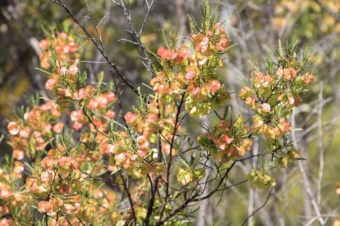 Dodonaea lobulata — related species from the same genus