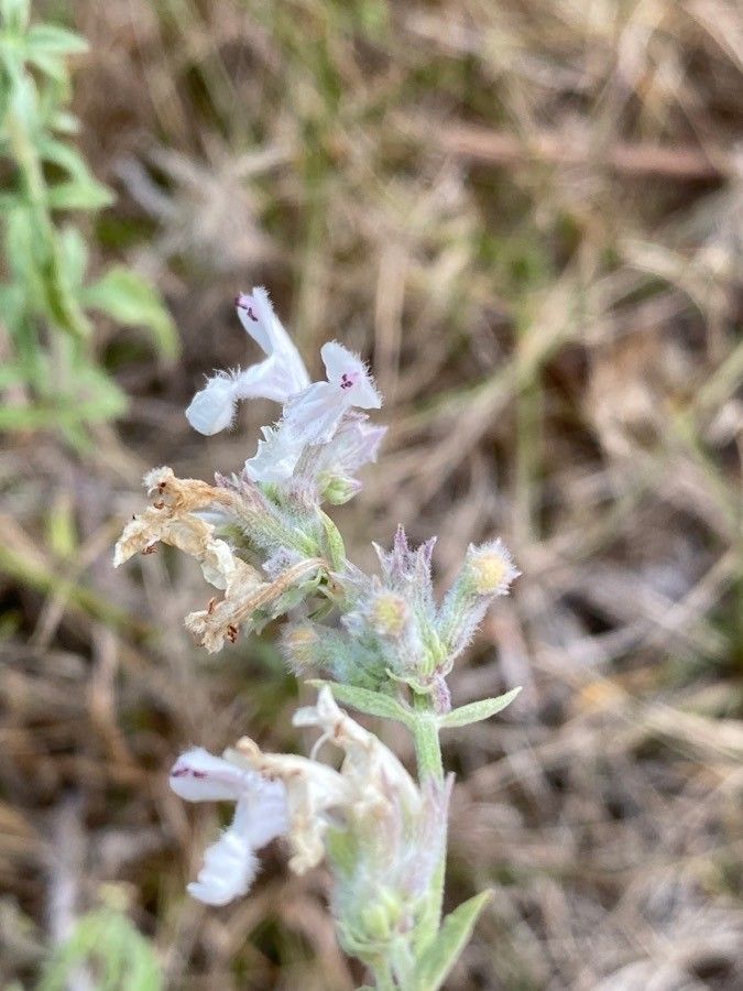 Nepeta nepetella flower