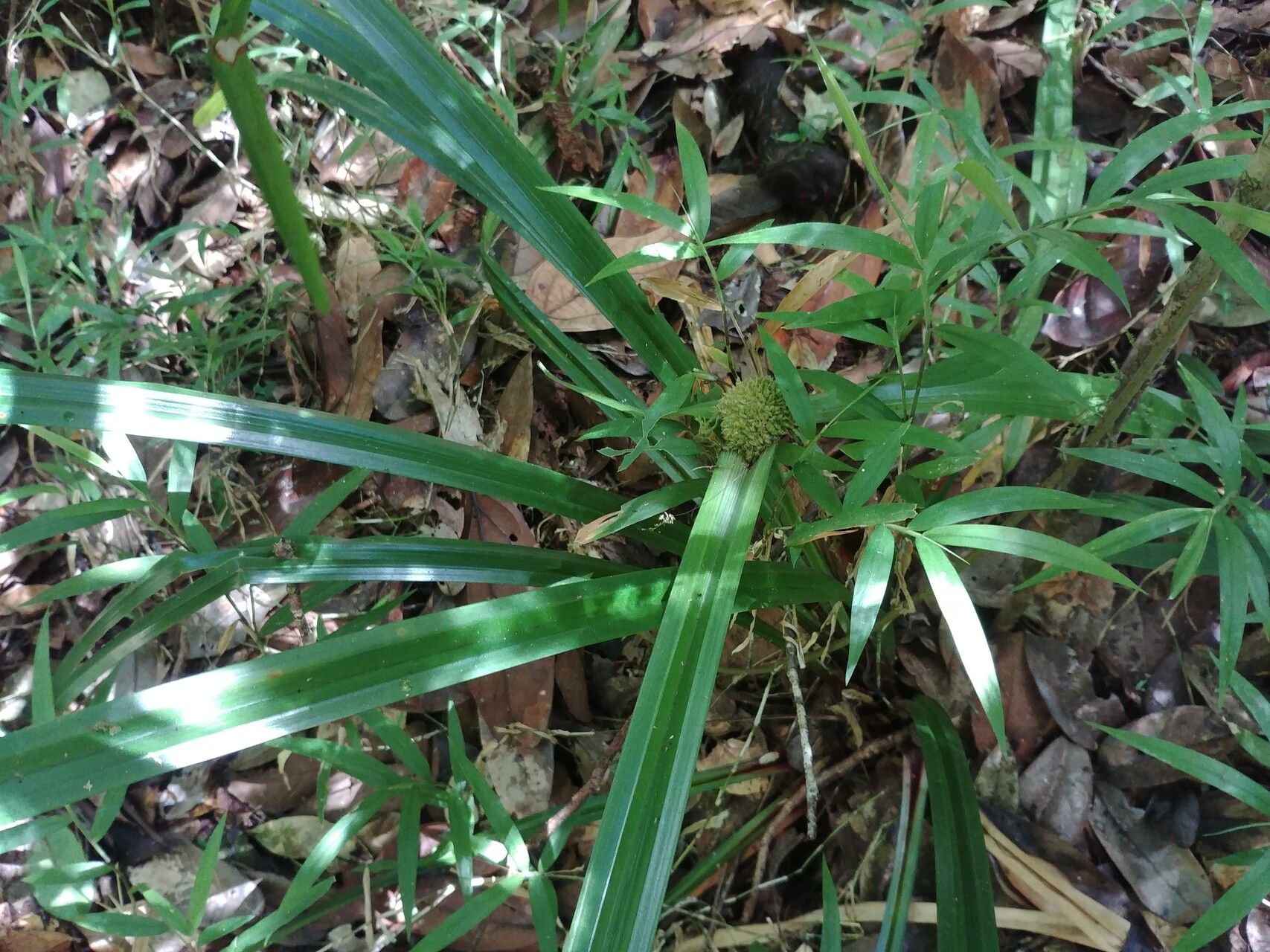 Cyperus molliglumis habit