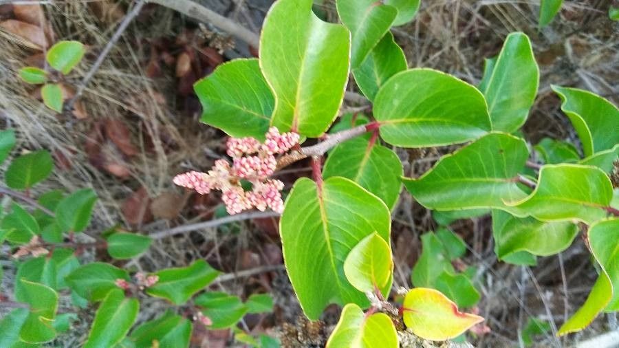 Rhus ovata flower