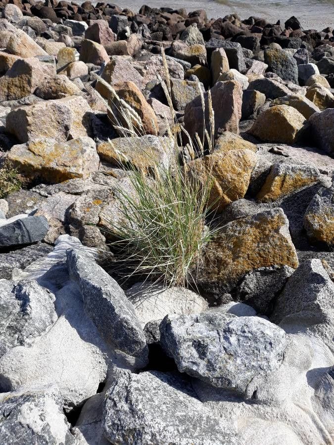 Festuca viviparoidea — search result for 'Festuca'