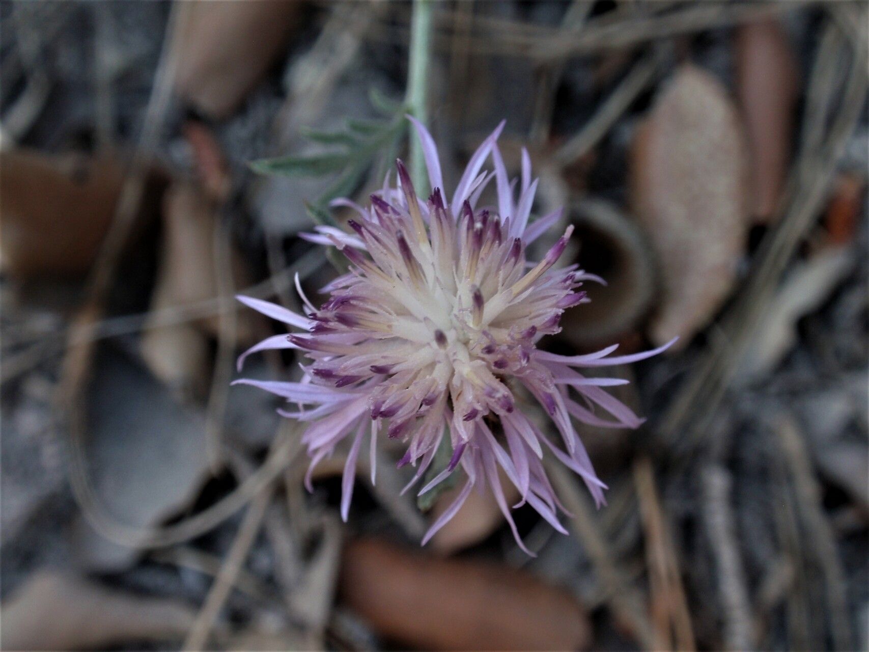 Centaurea boissieri — houseplant care guide