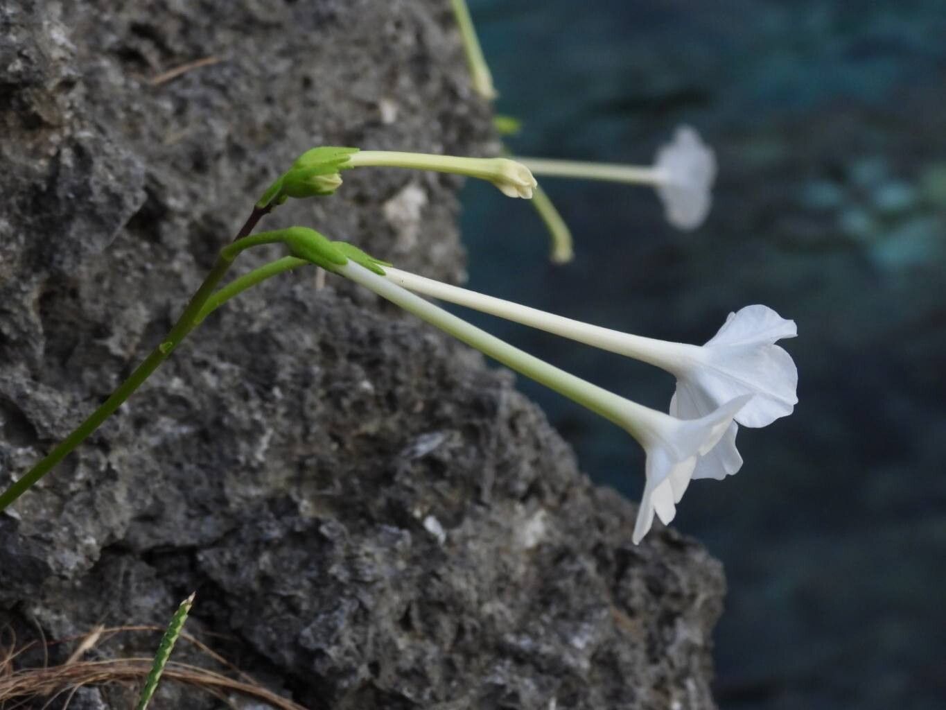 Nicotiana fragrans flower