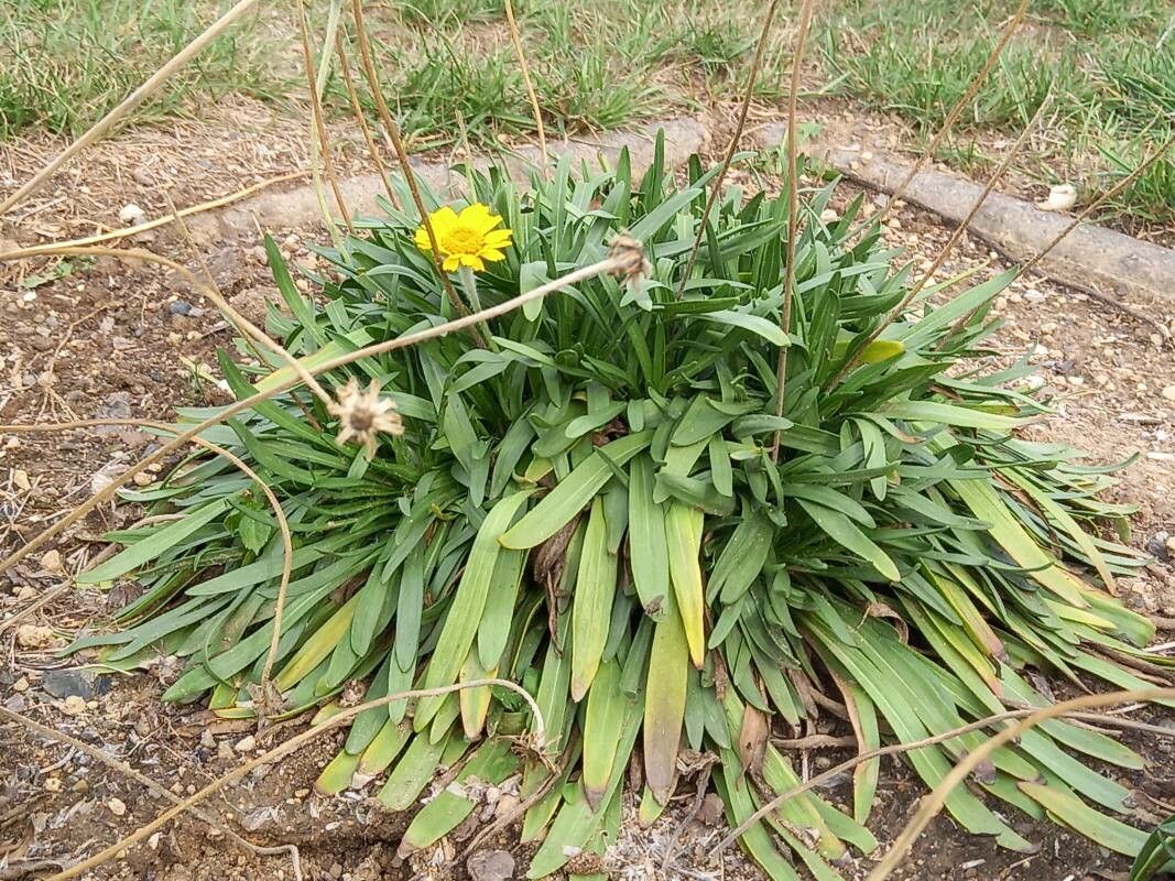 Tetraneuris scaposa habit